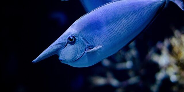 Den perfekte scalare akvarie: Indretning, temperatur og foder