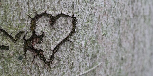 Hjertetræet som symbol på kærlighed og romantik