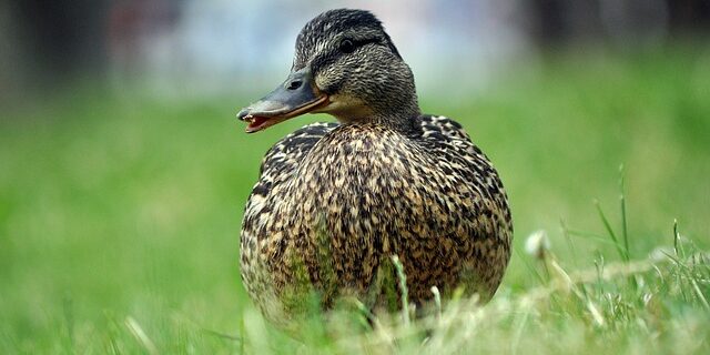 Sådan knækker du koden: 7 tips til at løse krydsord som en ekspert