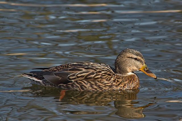 Sådan knækker du koden: 10 smarte tricks til svære krydsord
