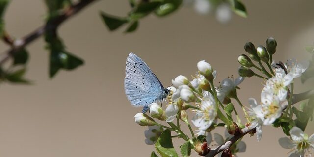 Sensommerens farvefest: De smukkeste blomster til haven i august og september