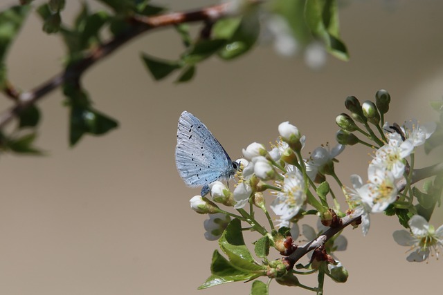 Sensommerens farvefest: De smukkeste blomster til haven i august og september