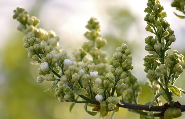 Undersøgelse af oliventræers genetiske mangfoldighed og bevarelse