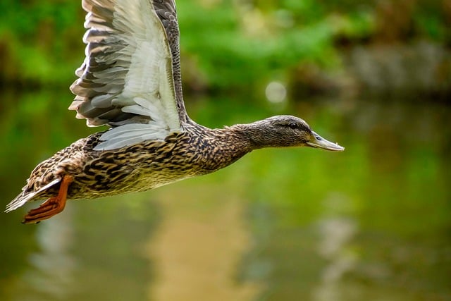 Ordbøger og online værktøjer: Krydsord hjælp på nettet