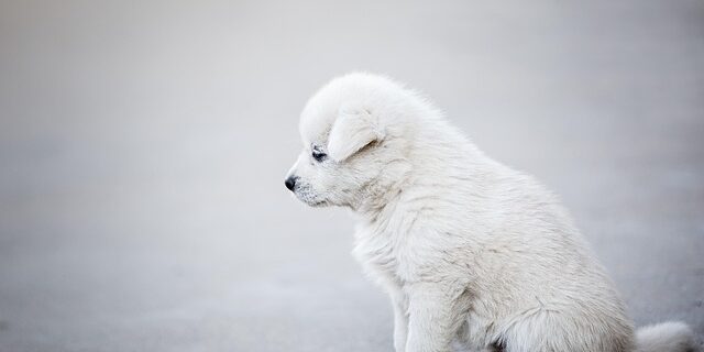 Hemmelighederne bag bjarne pudels silkebløde pels