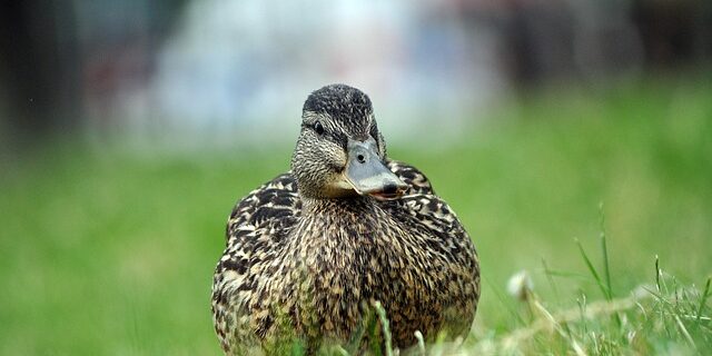 Ordbogens rolle i krydsordsløsning – er digital hjælp vejen frem?