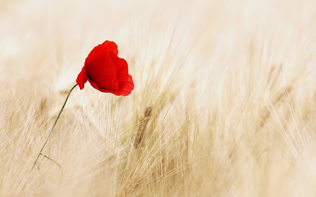 Blomster som symbolsk gave: Hvordan du kan udtrykke dine følelser