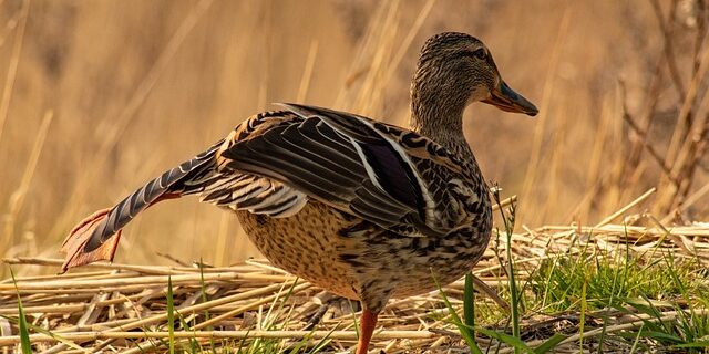 Krydsord hjælp: Online værktøjer, der gør dig til mester på rekordtid