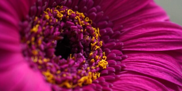 Høstanemoner: Inspiration til smukke buketter og blomsterarrangementer