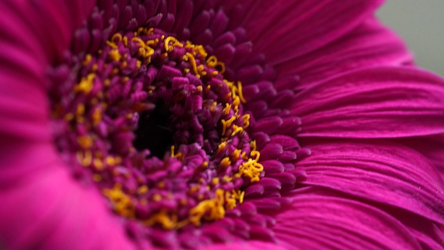 Høstanemoner: Inspiration til smukke buketter og blomsterarrangementer