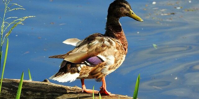 Krydsord og logik: Træn din hjerne med effektive løsningsmetoder