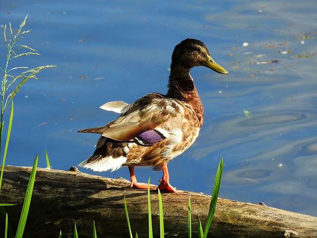 Krydsord og logik: Træn din hjerne med effektive løsningsmetoder