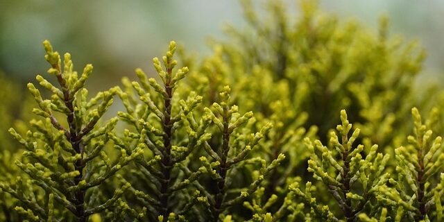 Gør haven forårsklar: En trin-for-trin guide til ren og ryddelig oase