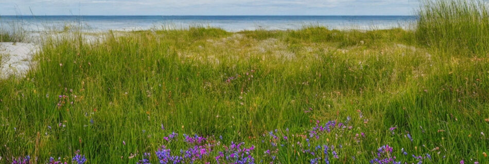 Nyd naturens skønhed og afslapning ved Rømøs sommerhusudlejning